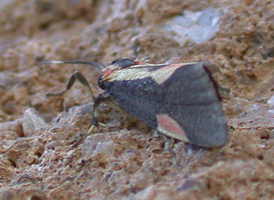 Packard's Lichen Moth
